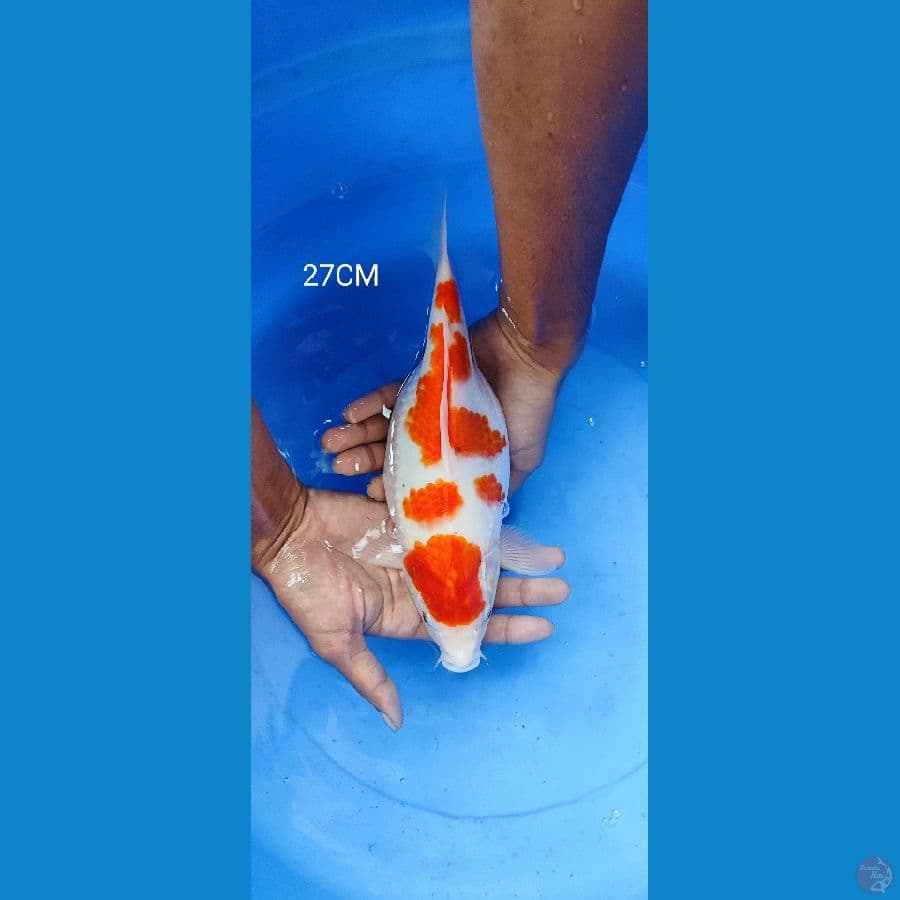Kohaku SB 27CM Gendong Telur