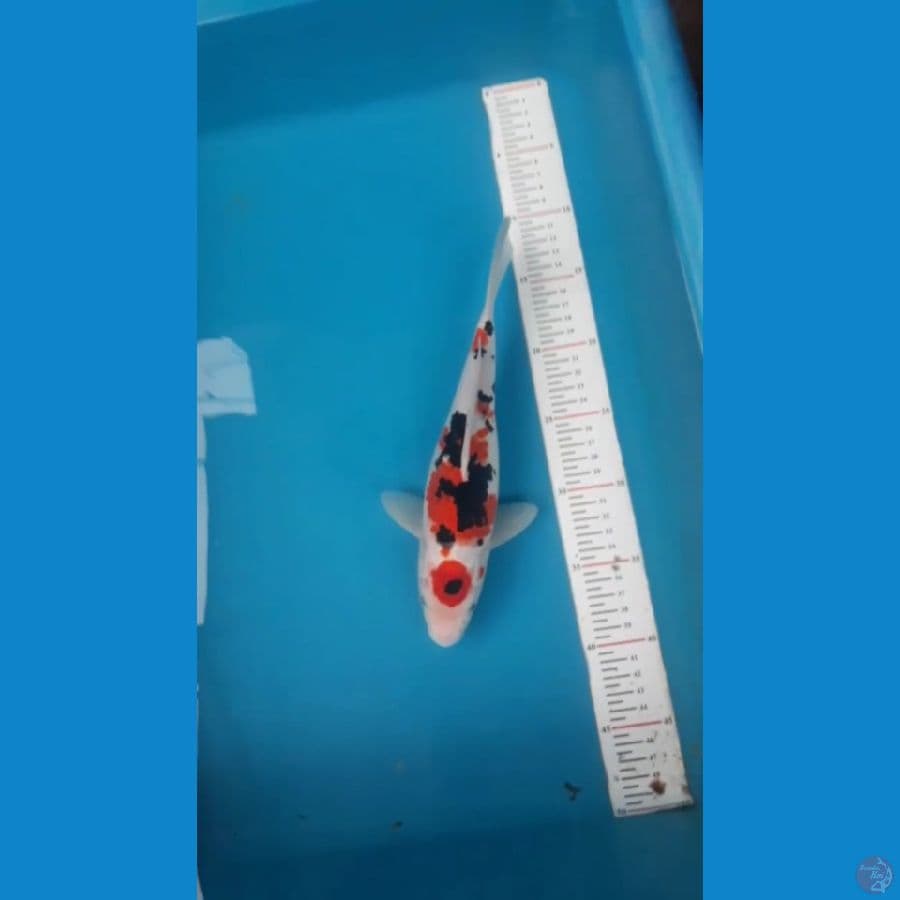sanke 25cm
