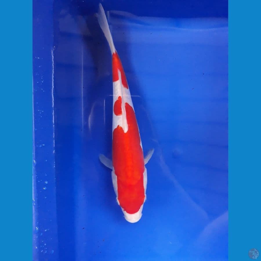 DOITSU KOHAKU ORI 25cm