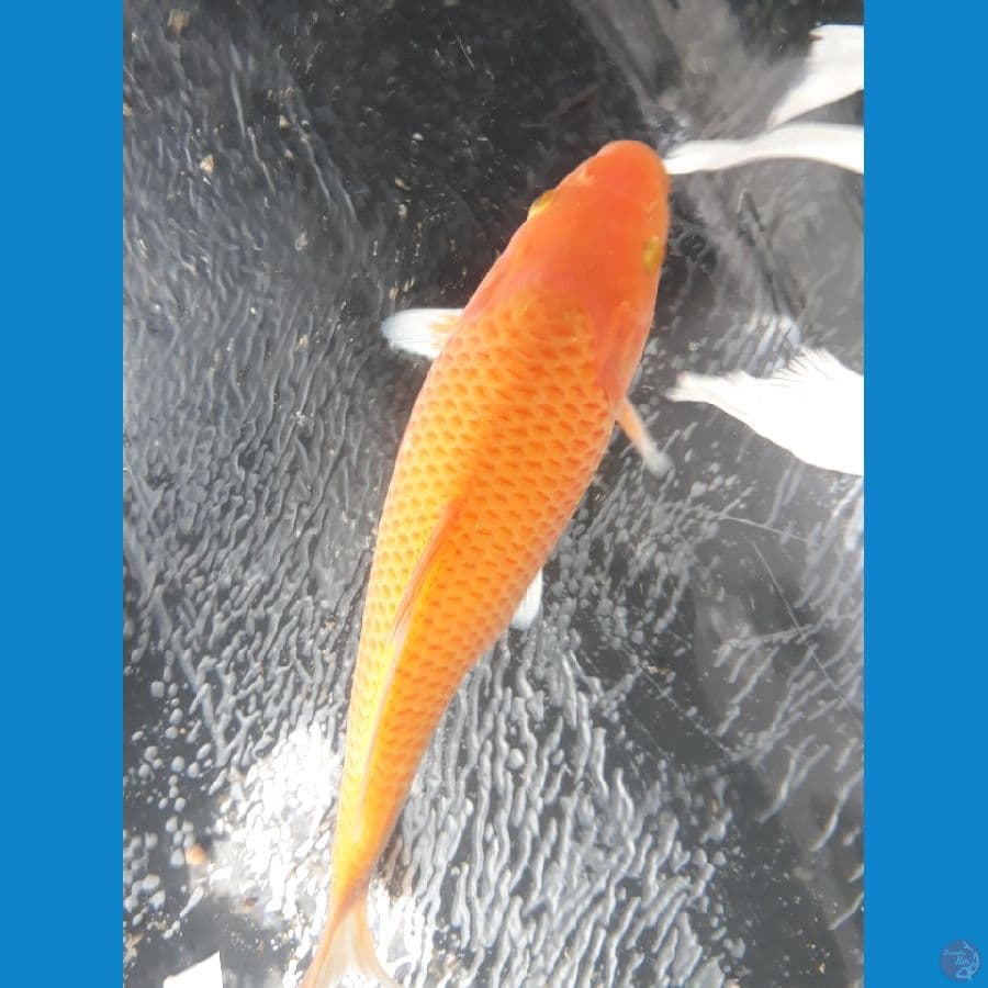 SQ RED KARASHI MATA MERAH / MALE/ 25cm