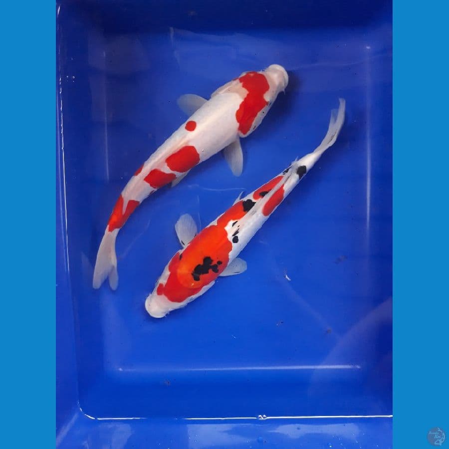 DOITSU KOHAKU SANKE murni 27cm 