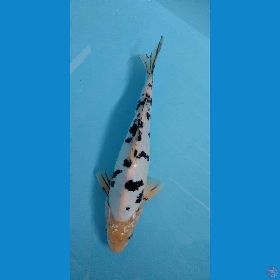 Shiro Bekko Doitsu 26 M