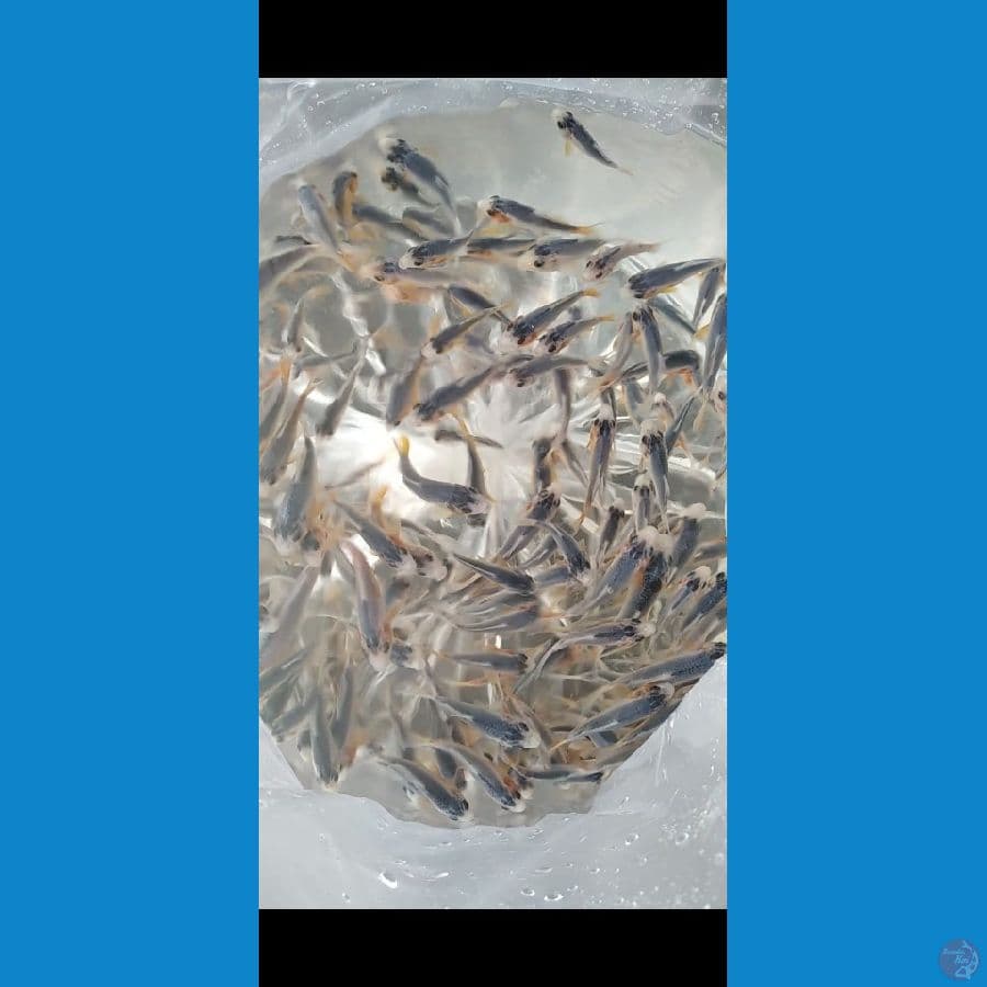 minion asagi 4 - 8 cm 200 ekor