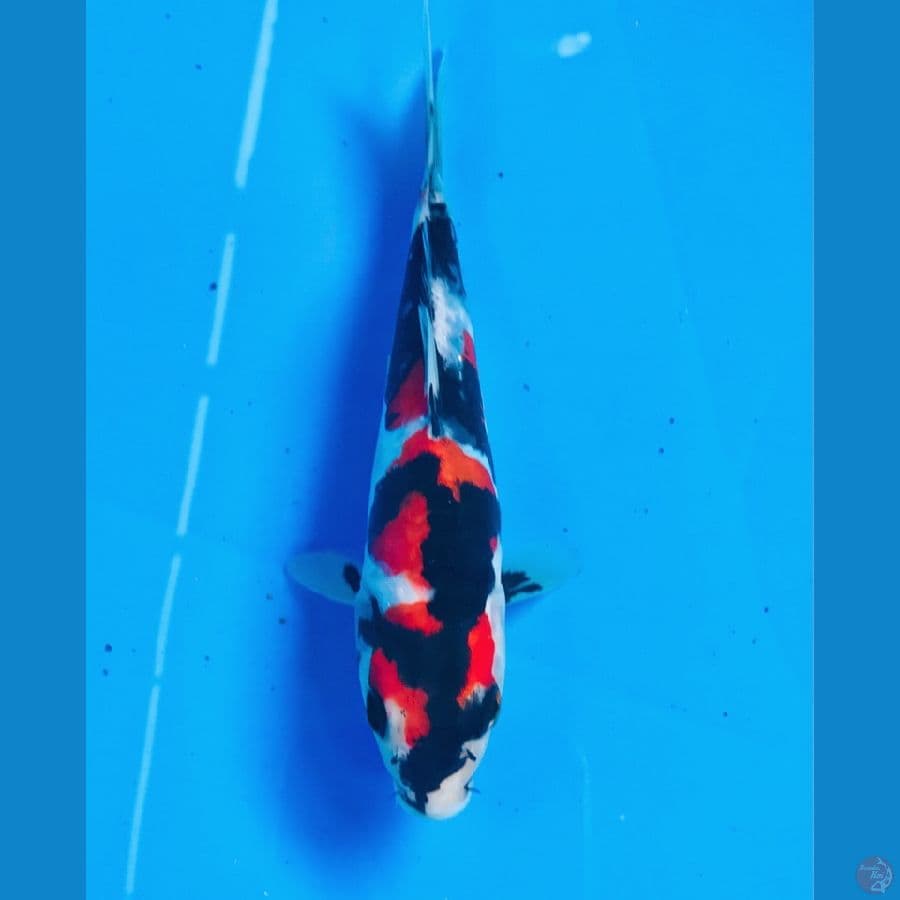 showa doitsu 15cm