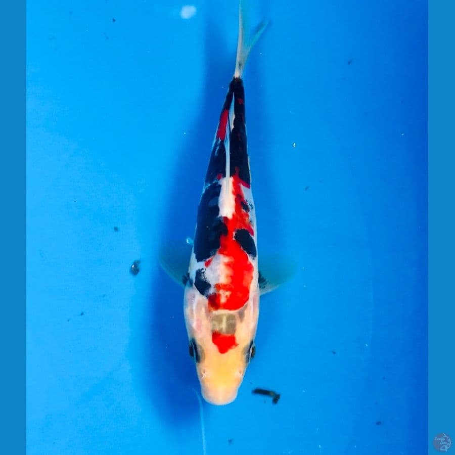 showa doitsu 15cm