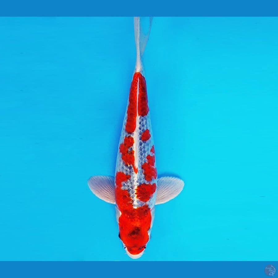KIRARA 3 - GOSHIKI 33 cm/male ®
