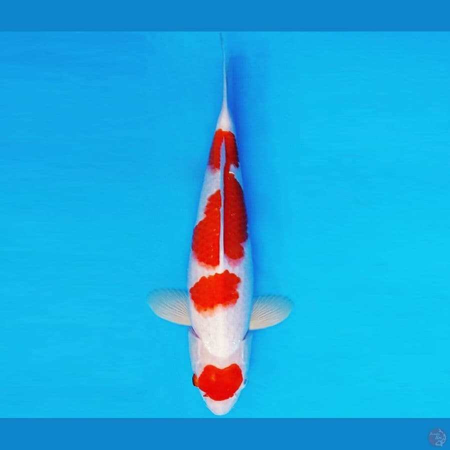 KIRARA 9 - MARUTEN KOHAKU 36 cm/fm ®