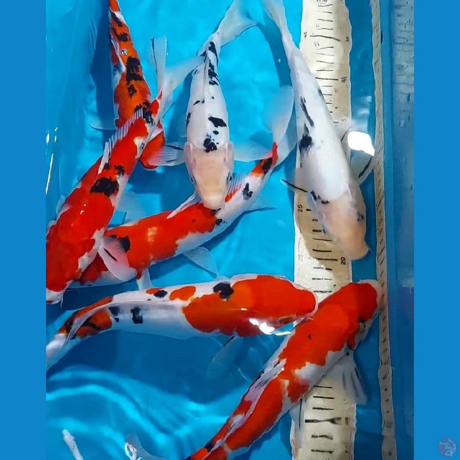 SANKE 26-31 CM