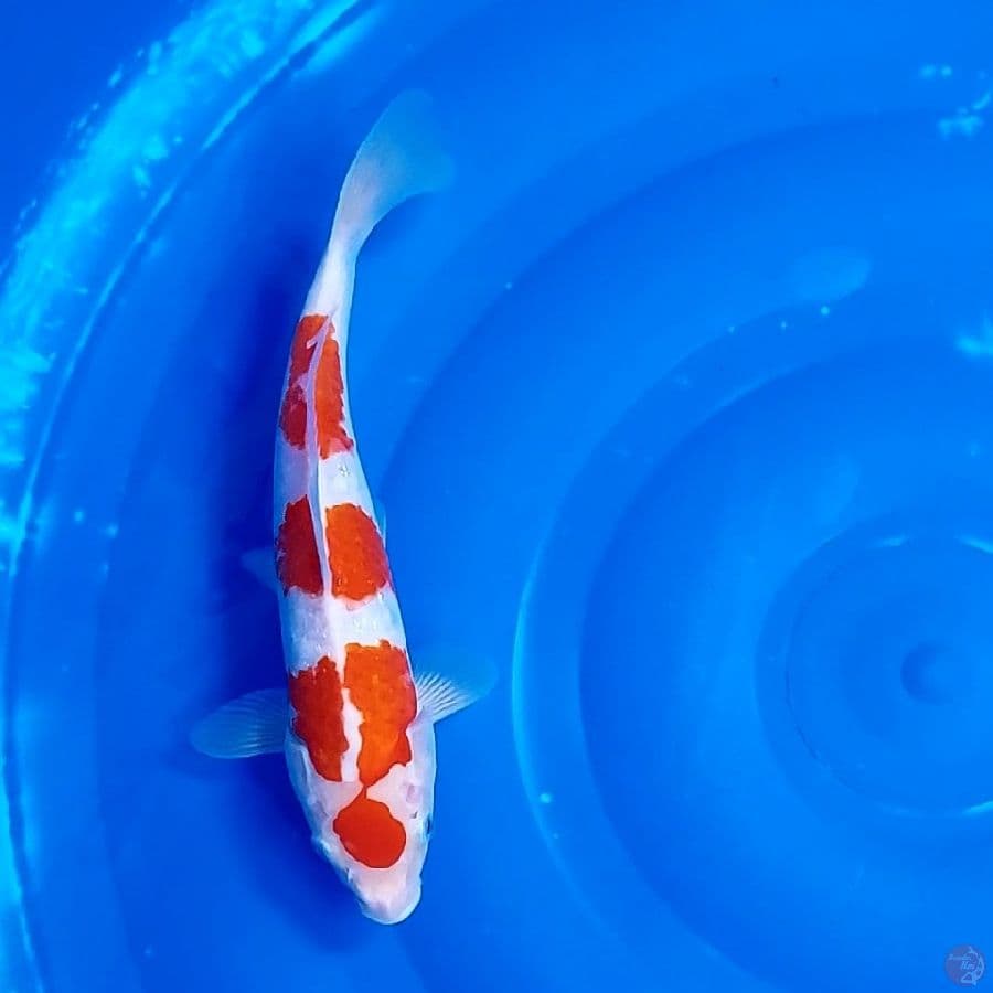 MARUTEN KOHAKU 29 CM