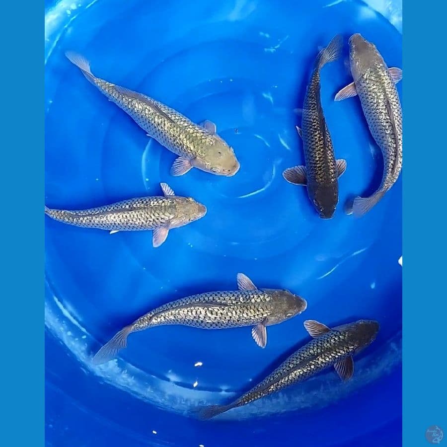 SURAGOI GINDRIN BERPUNUK 28-31 CM