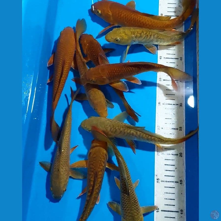CHAGOI TEMBAGA GOOD RING 20-25 CM