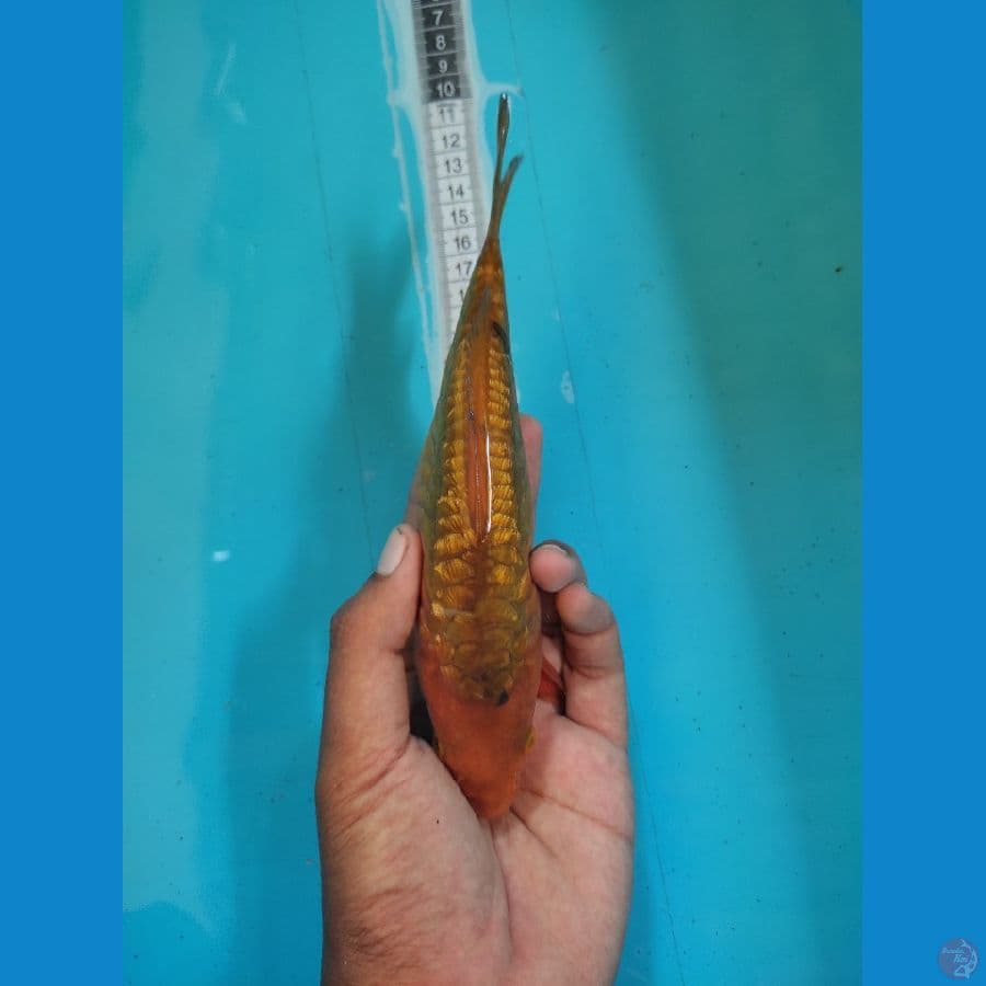 unique caramel aragoke ginrin +-20cm