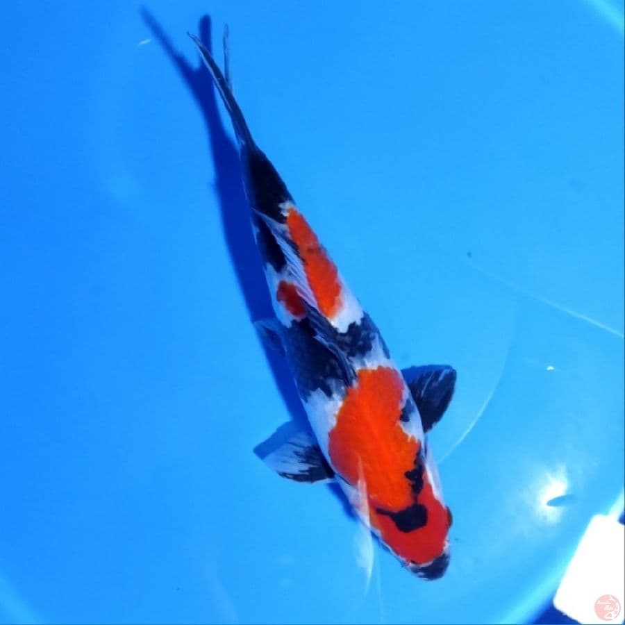 showa sanshoku