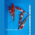 Sanke mix 25-30 cm  paket cantik