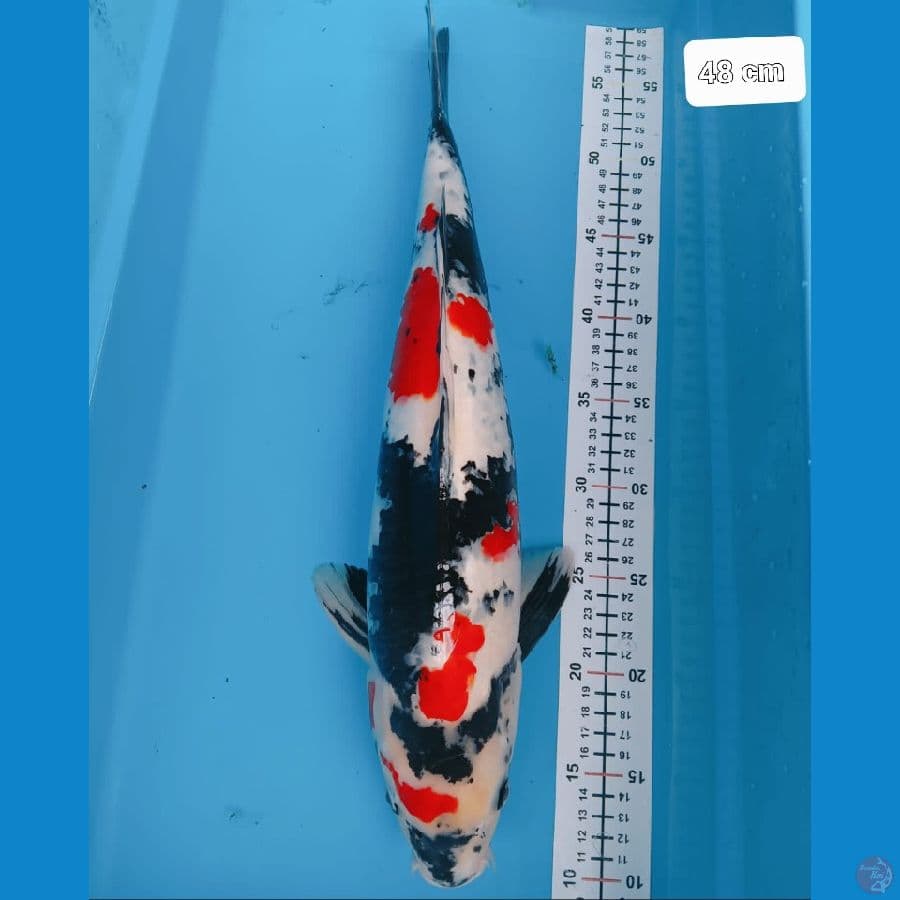 *SHOWA//ML/48 CM*