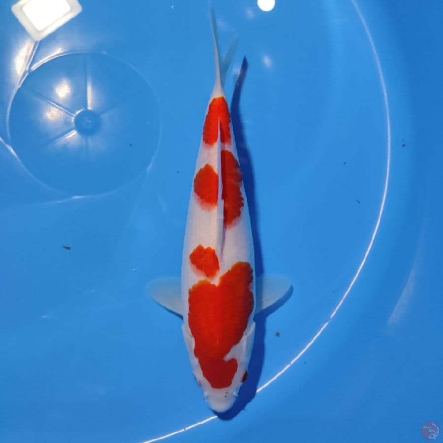 kohaku