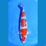 kohaku