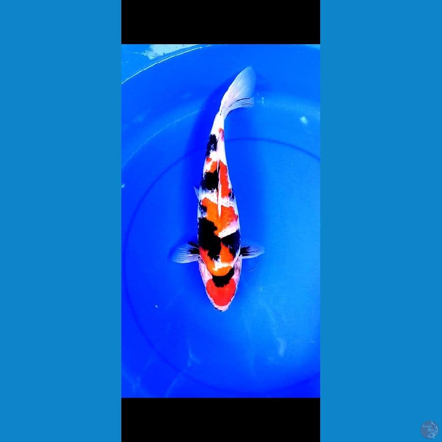 Showa 38cm