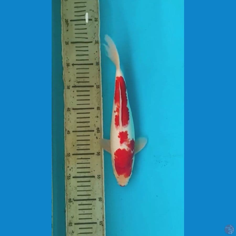 kohaku 