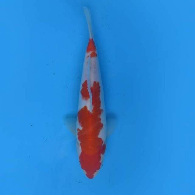 Nidan kohaku 23 cm