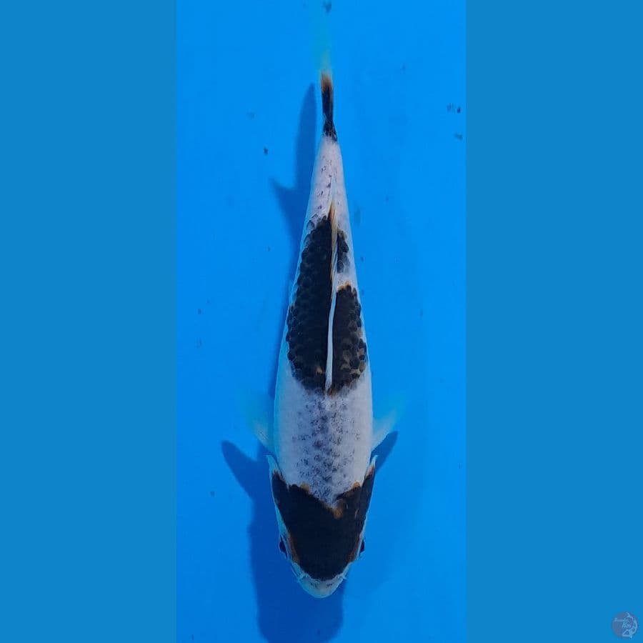 sumi Goromo 15 cm