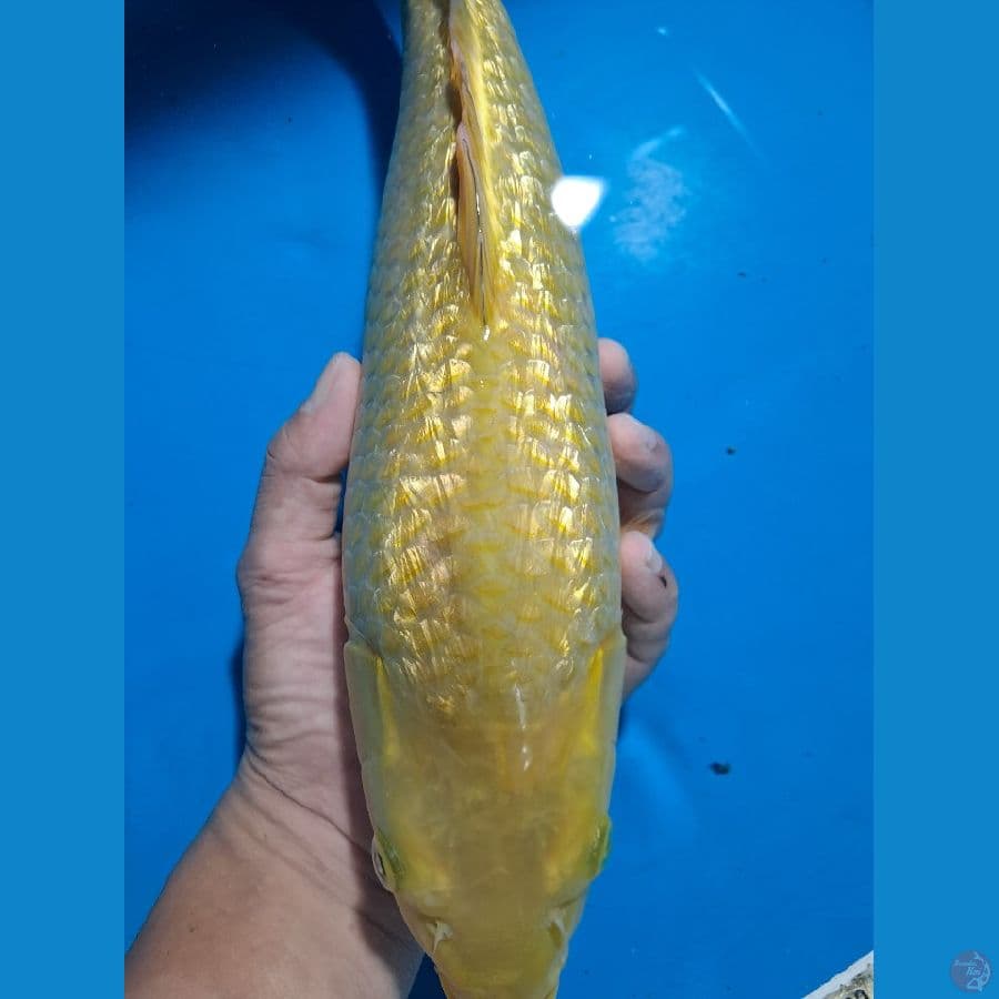 karashi ginrin 35 cm bulky