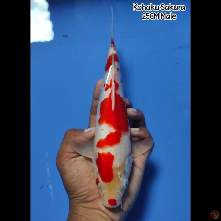 Kohaku Sakura 25CM