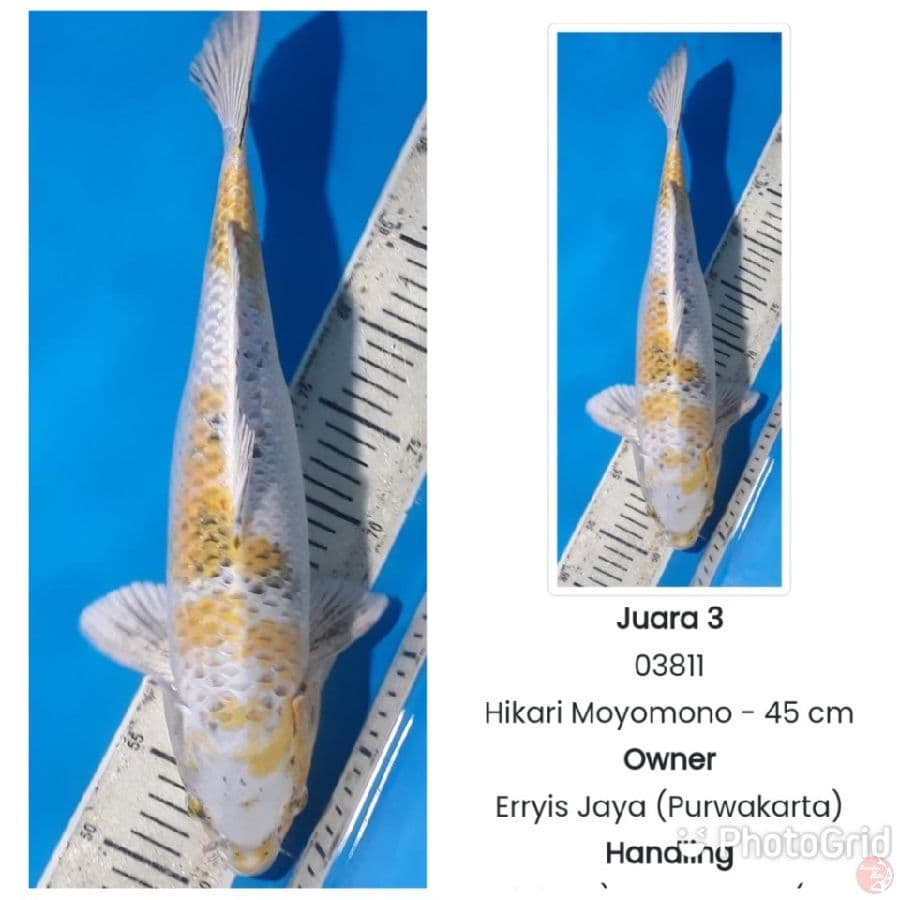 hikari moyo 45cm