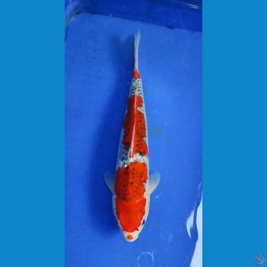 goshiki ±35cm jantan