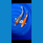 mix koi jumbo 2 ekor 42&52cm