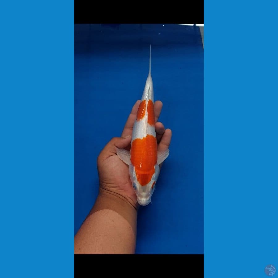kohaku 24 cm