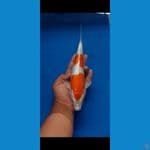 kohaku 24 cm