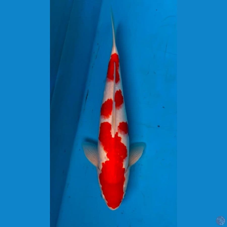 kohaku 40bu male