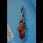 Showa 33cm