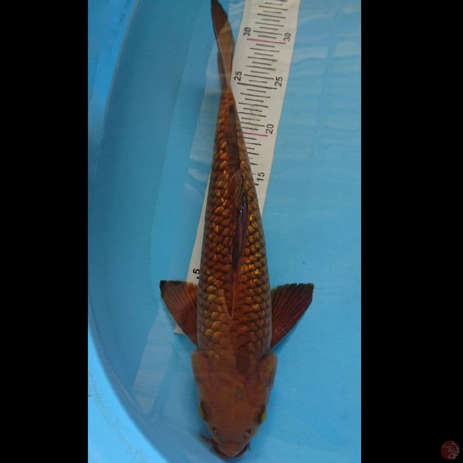 Chagoi Ginrin 39cm