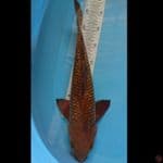 Chagoi Ginrin 39cm