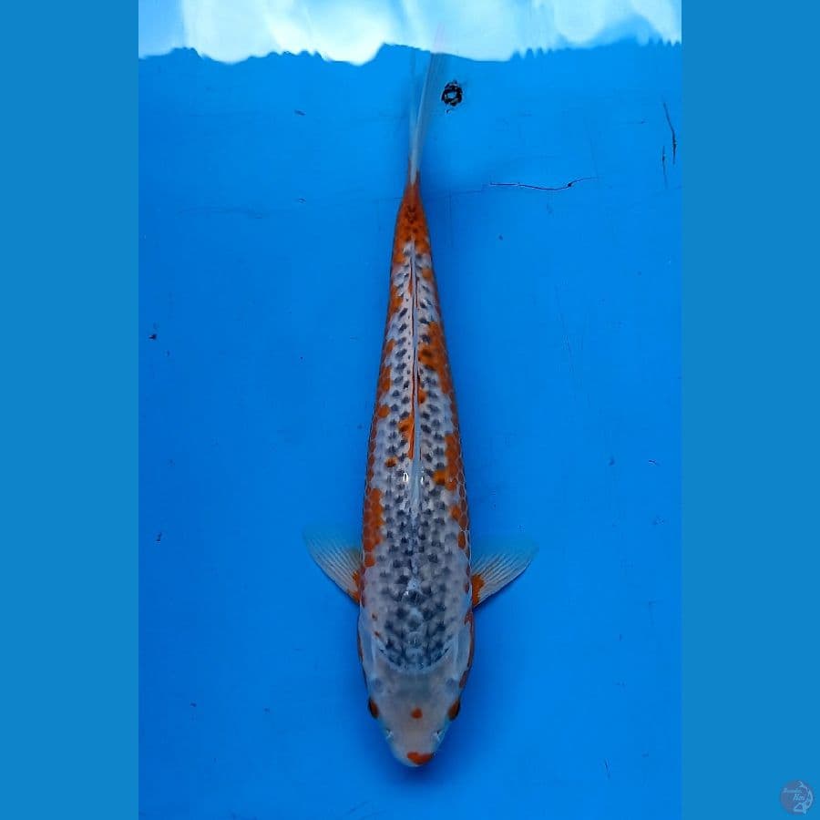 Asagi 32cm male