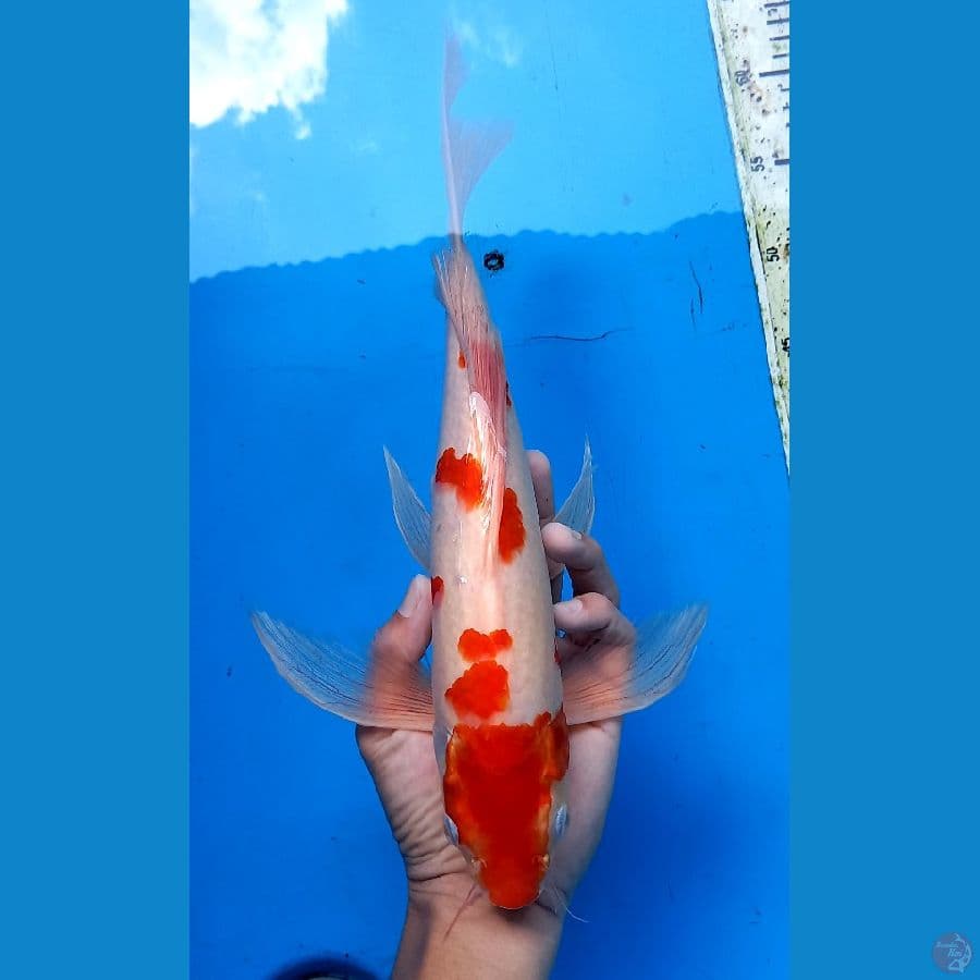 Kumpai kohaku 36cm male