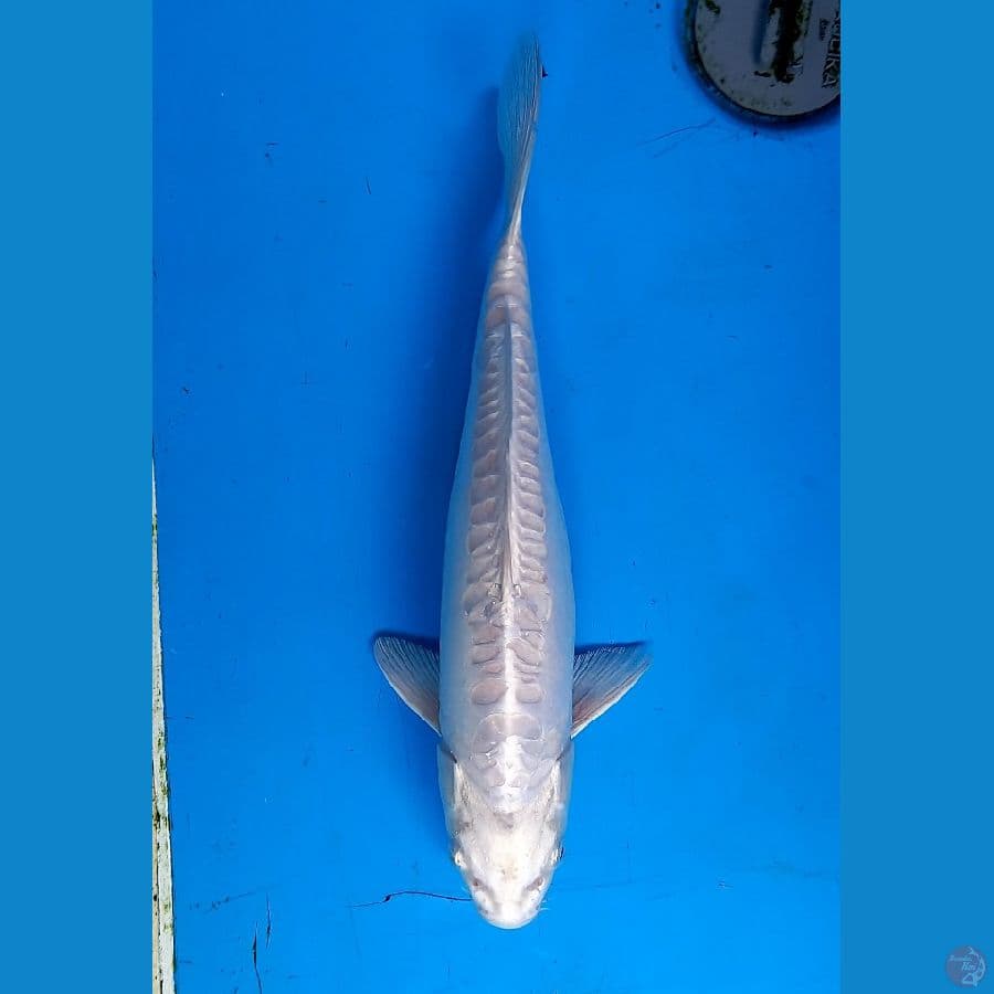 Platinum doitsu 30cm male