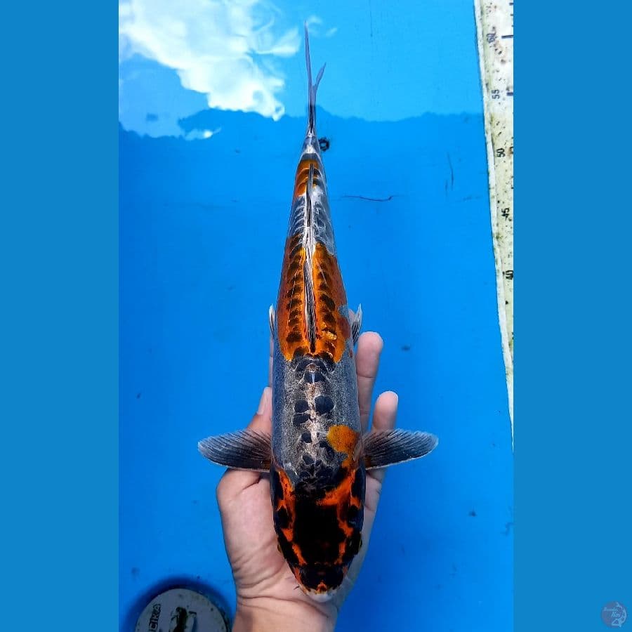 Beni kikokuryu 35cm
