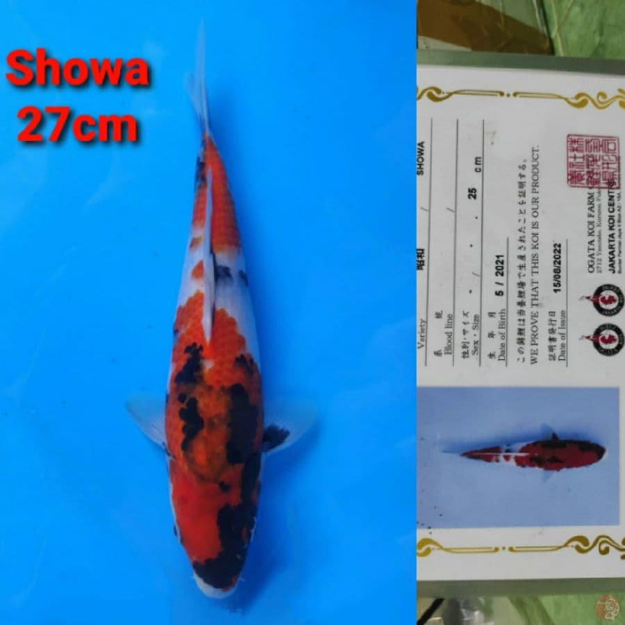 OGATA SHOWA 27CM SERTI