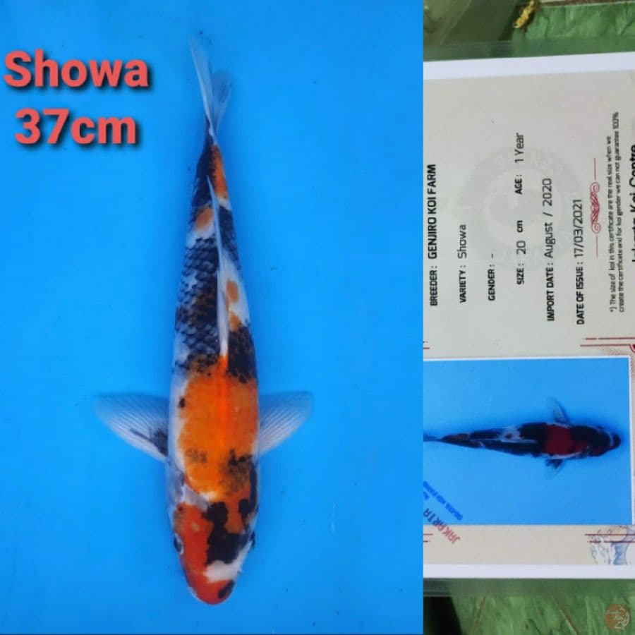 KOSHIJI SHOWA 37CM SERTI
