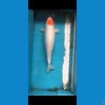 TANCHO SHOWA DOIT MURNI 40CM