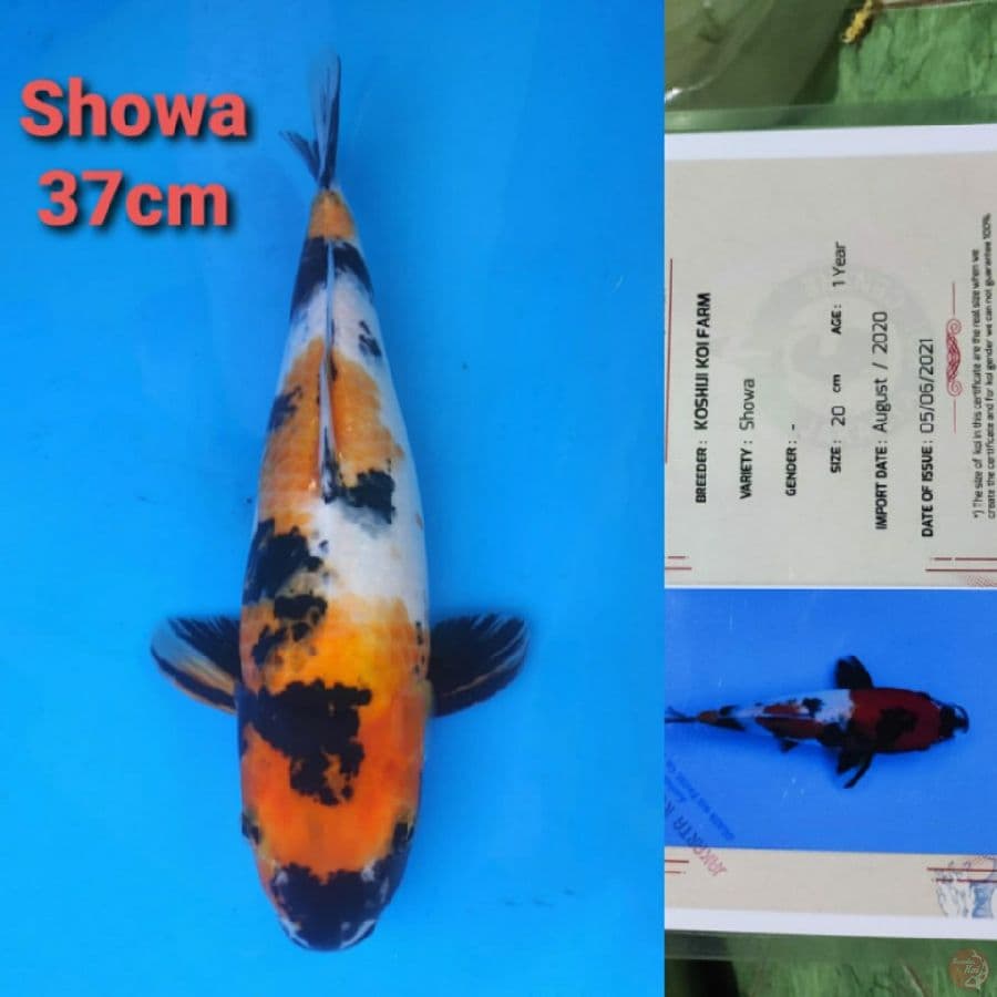 KOSHIJI SHOWA 37CM SERTI
