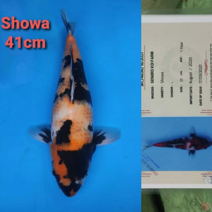 GENJIRO SHOWA 41CM SERTI