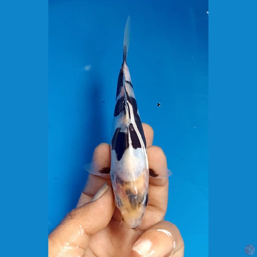shiro doit 15cm