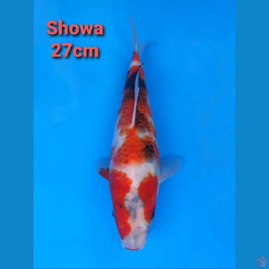 OGATA SHOWA 27CM SERTI DALAM PROSES