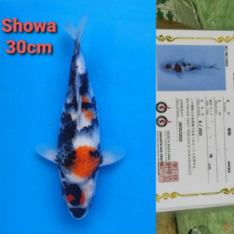 OGATA SHOWA 30CM SERTI, TULANG AGAK NAIK