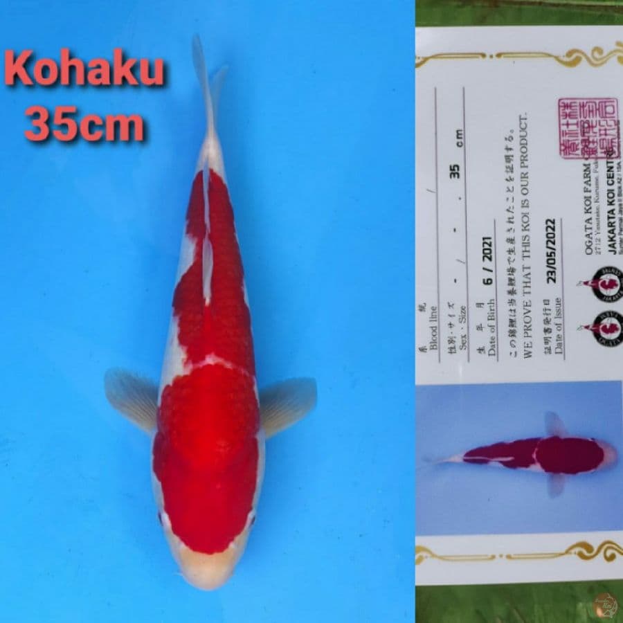 OGATA KOHAKU 35CM SERTI
