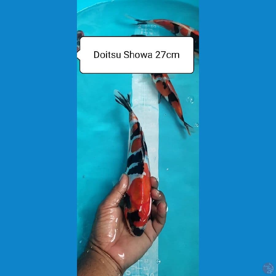 DOITSU SHOWA 27cm Jantan